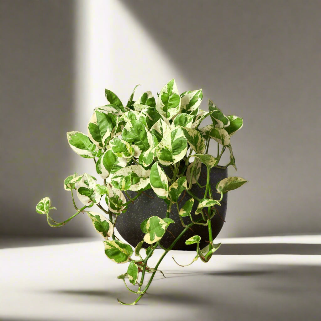 Snow Queen Pothos Hanging Basket in 180-200mm Pot