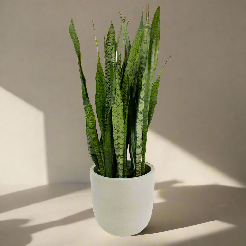 Snake Plant / Mother in Law’s tongue in 300mm pot