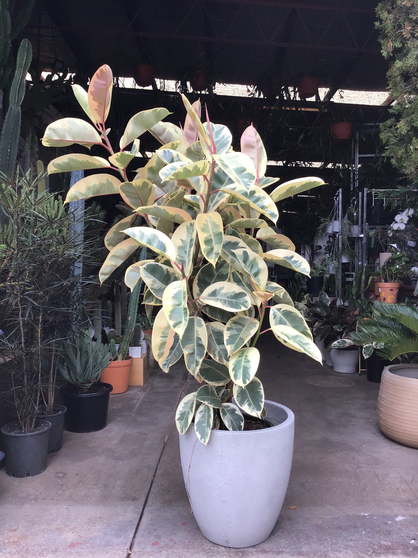 Ficus Tineke in 30cm pot