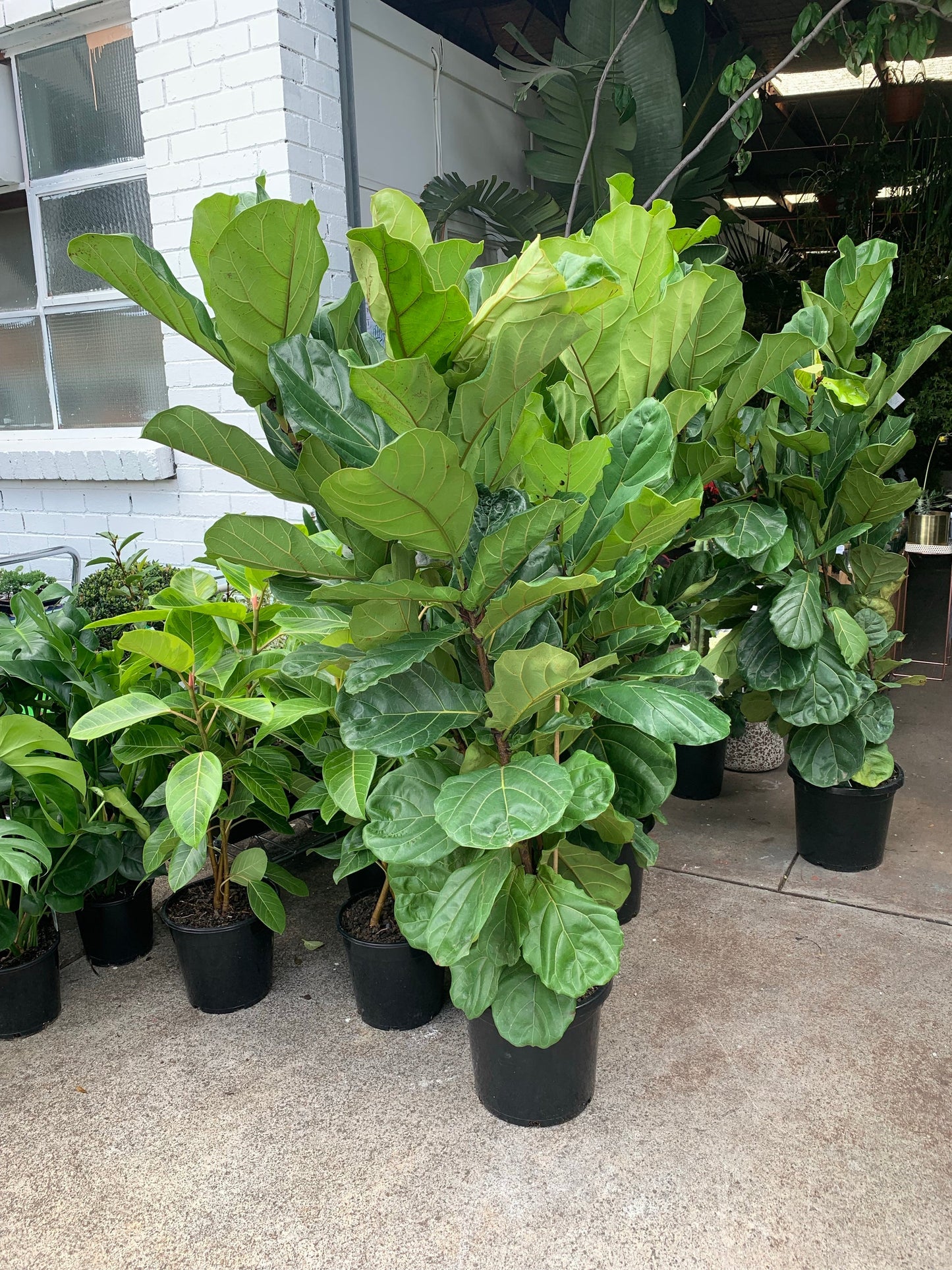 SALE - Fiddle leaf fig 1.5m-1.8m tall in 30cm pot