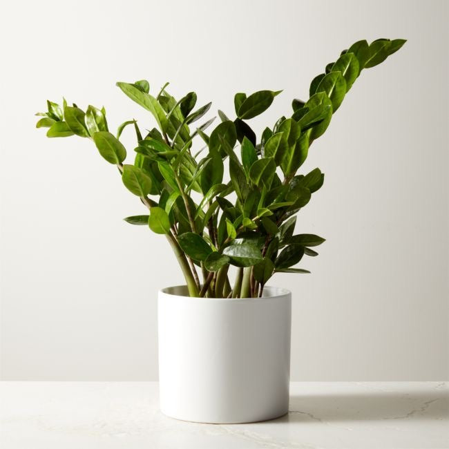 zz plant pot ZZ Plant in 200mm pot – Botanicah