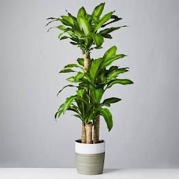 happy tree indoor plant Happy Plant (Dracaena Fragrans Massangeana) – Botanicah