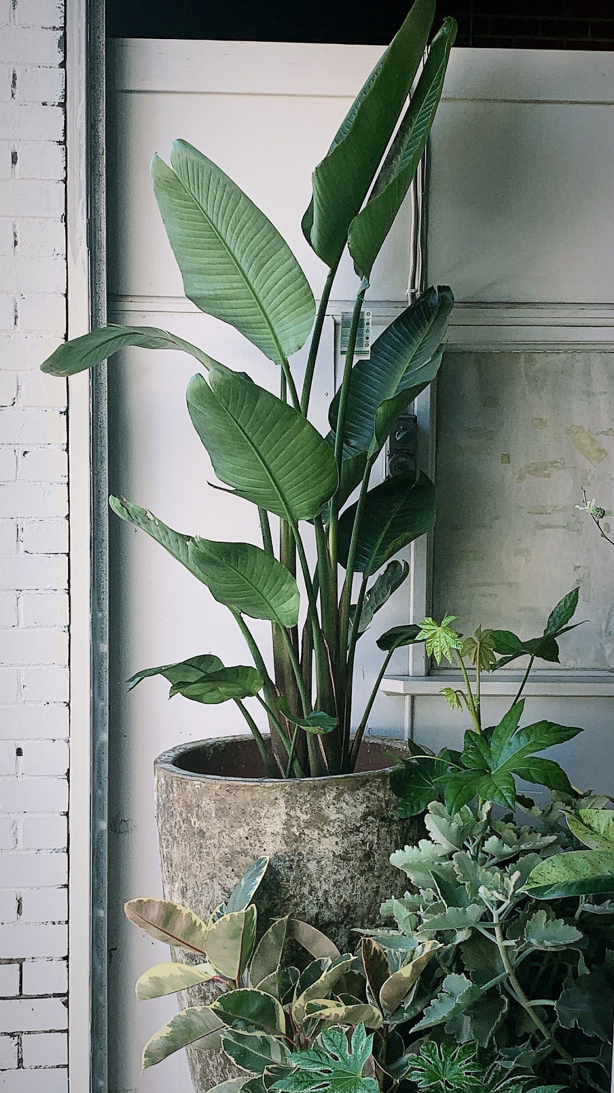 Large Bird of Paradise in 30 cm pot