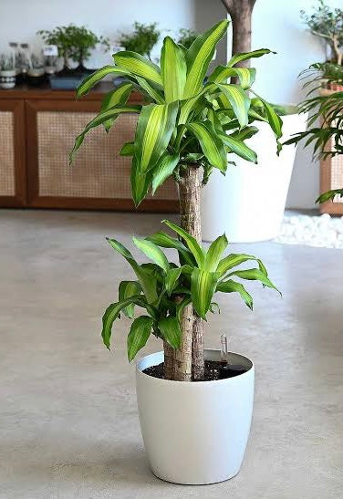 Happy plant in 250mm pot on sale (online only)