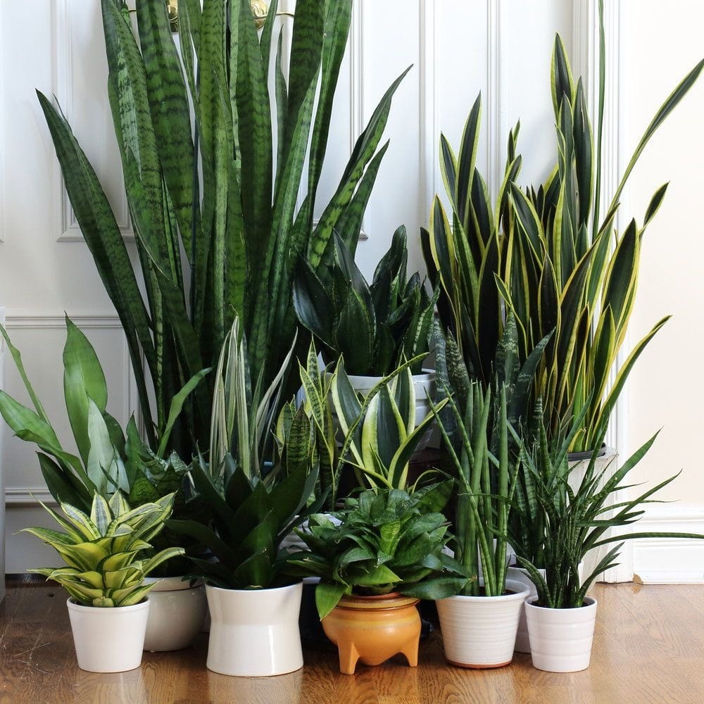 buy snake plant perth Snake Plant - Sansevieria in 250mm pot – Botanicah