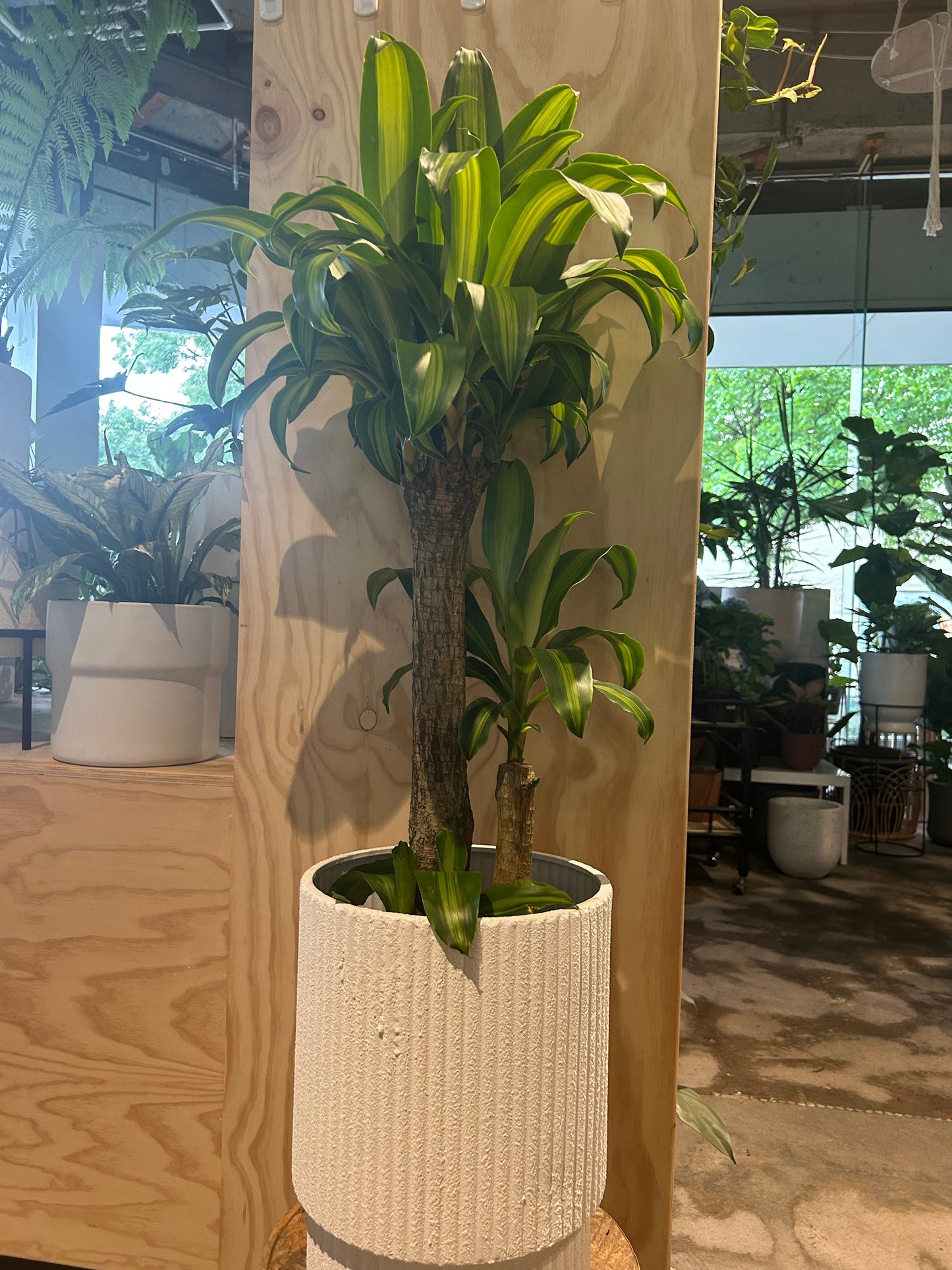 Happy Plant (Dracaena Fragrans Massangeana)