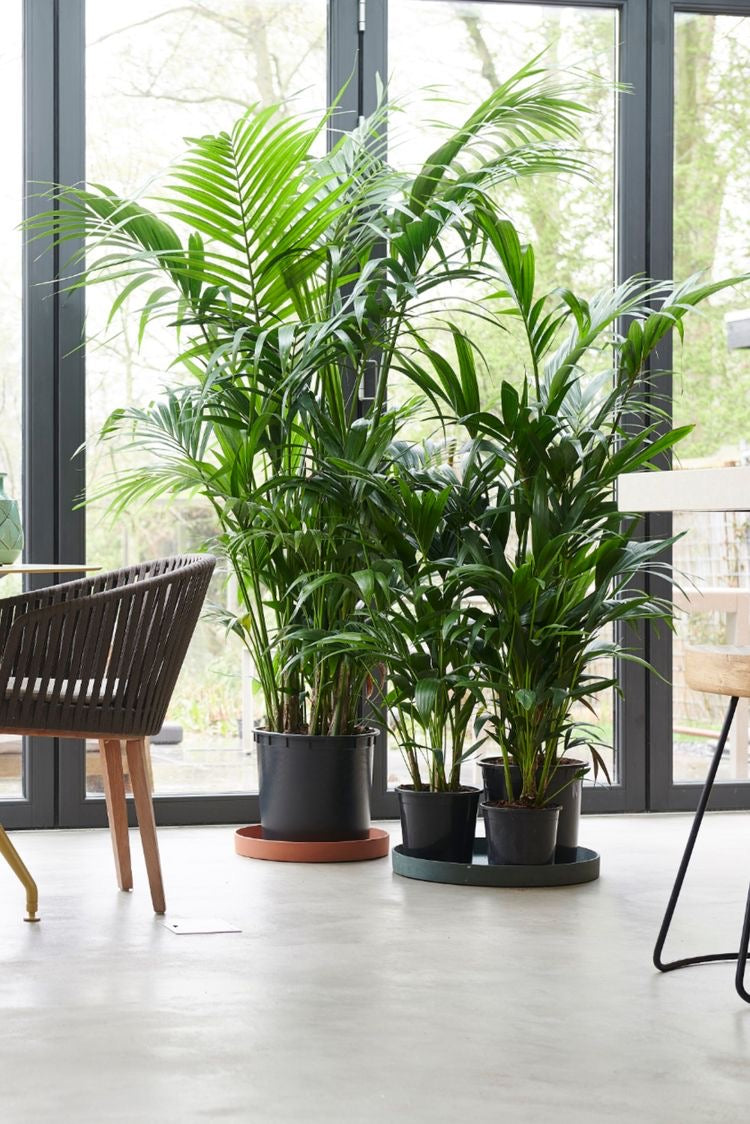 Kentia Palm Extra Large in 400mm pot