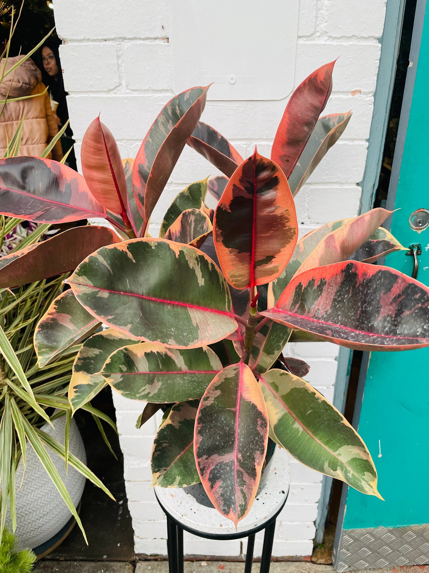 Ficus Ruby in 25cm pot