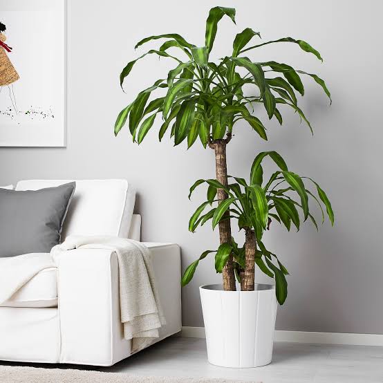 Happy plant in 250mm pot on sale (online only)