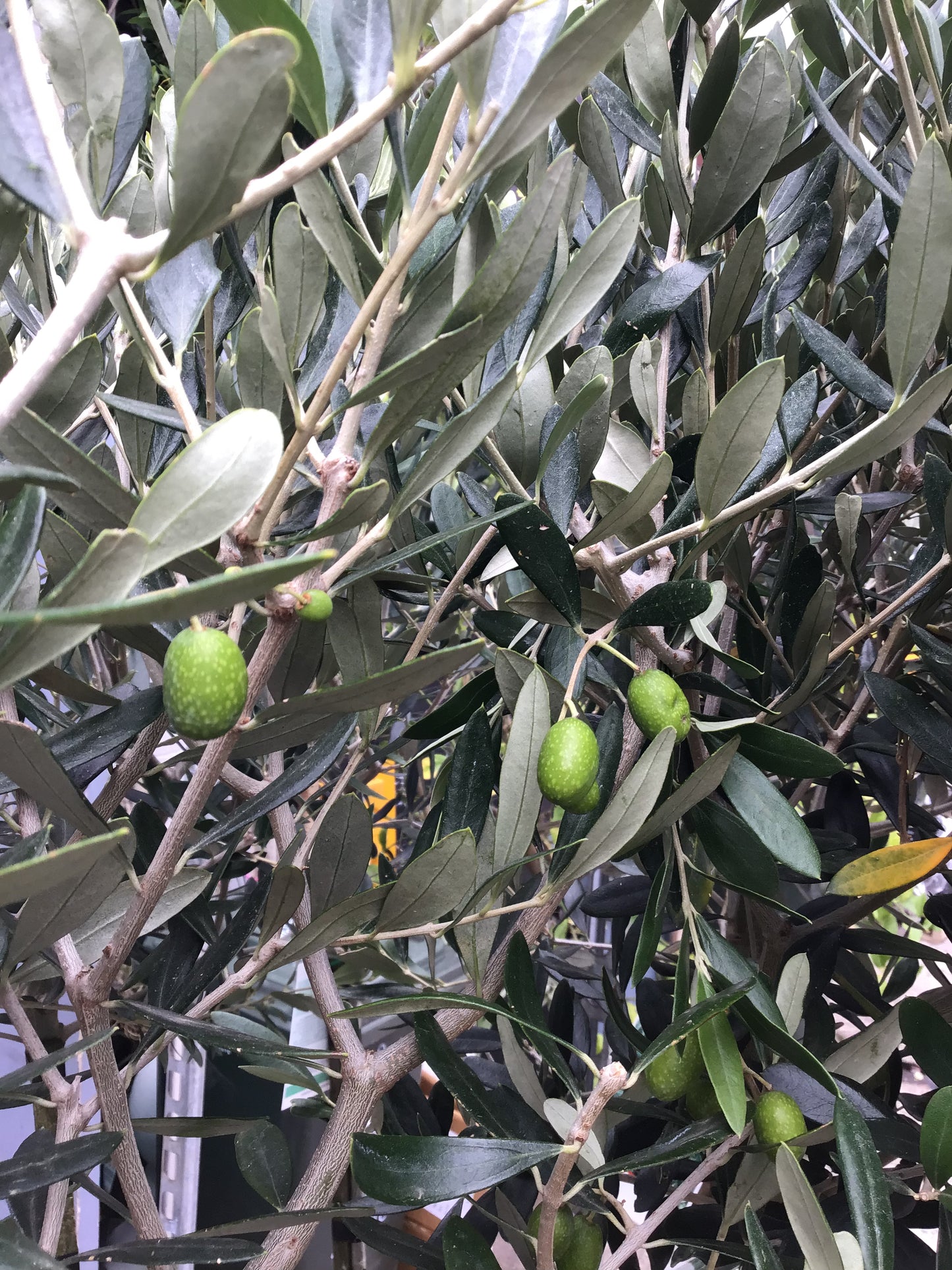Olive tree - topiary shape in 30 cm pot
