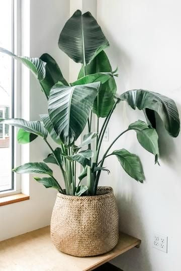 Large Bird of Paradise in 30 cm pot
