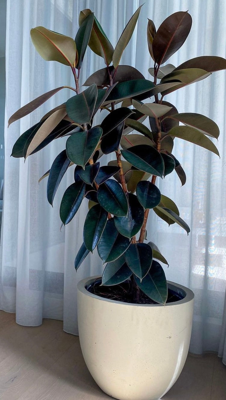 rubber plant in pot Rubber Plant Burgundy in 30cm pot – Botanicah