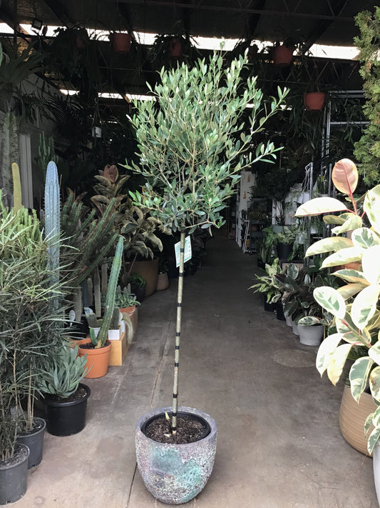 Olive tree - topiary shape in 30 cm pot