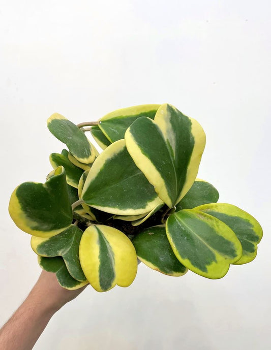 Hoya kerri variegata