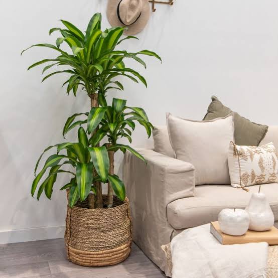 Happy plant in 250mm pot on sale (online only)