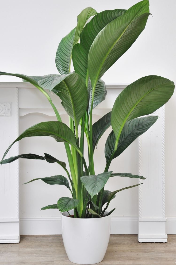 white sensation peace lily Peace Lily Sensation in 250mm pot – Botanicah