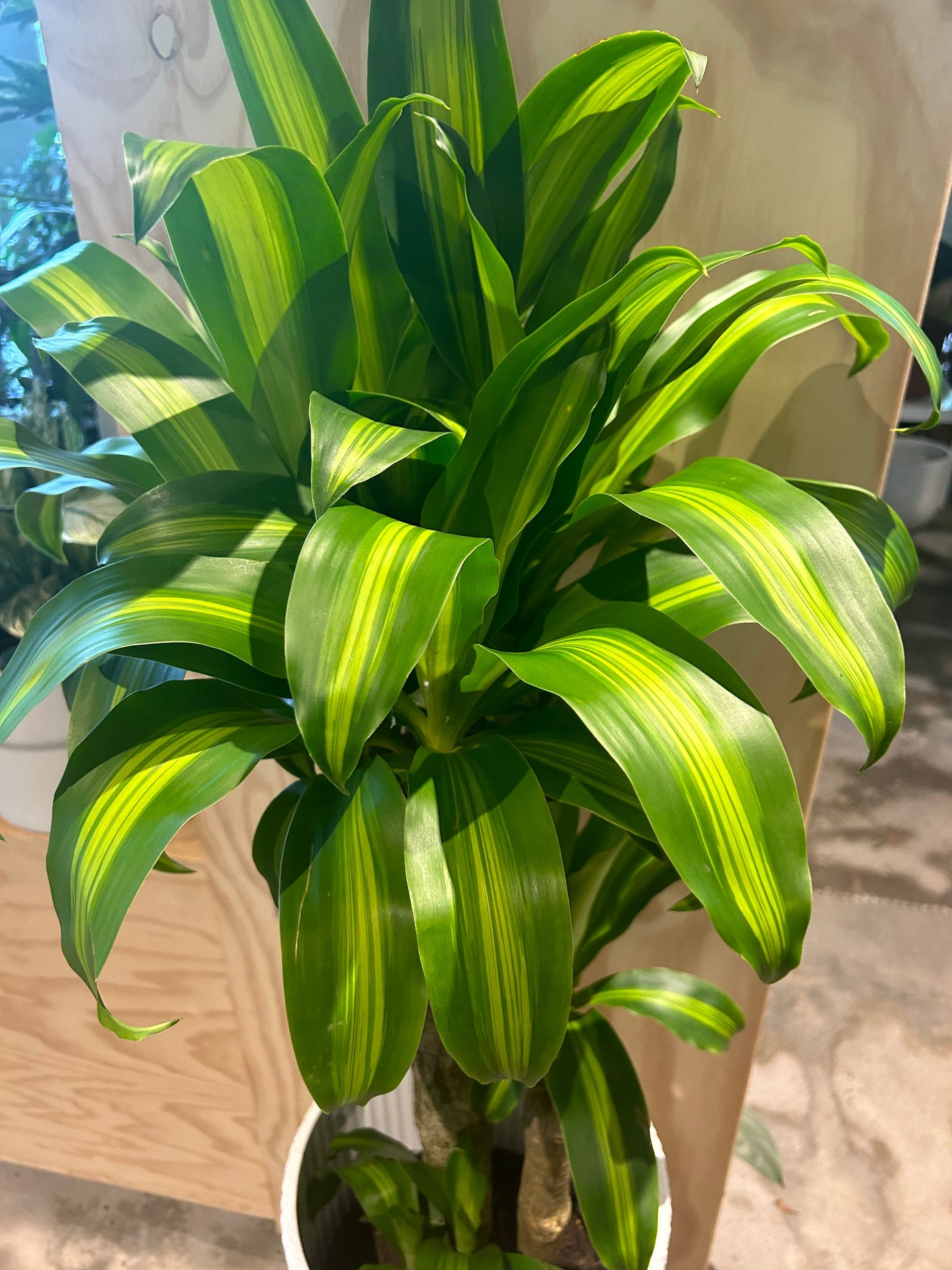 Happy Plant (Dracaena Fragrans Massangeana)