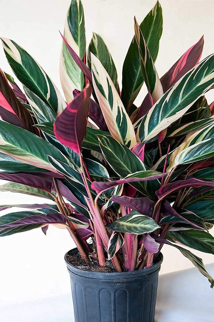 Stromanthe Triostar in 250mm pot