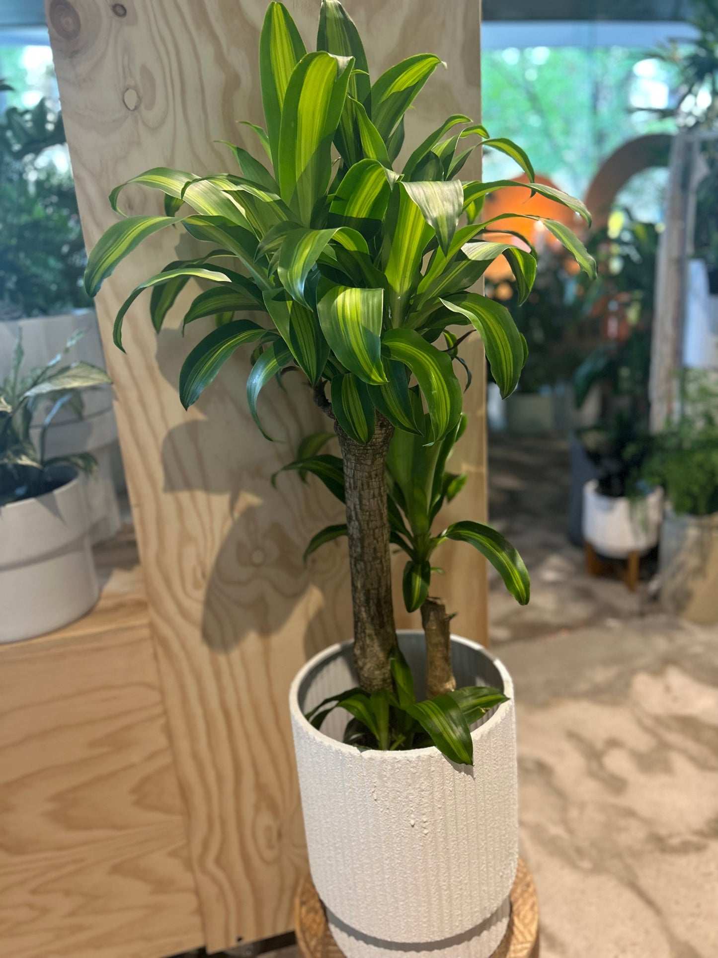 Happy Plant (Dracaena Fragrans Massangeana)