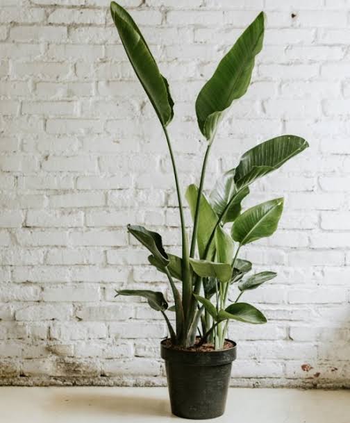 Extra large bird of paradise in 400mm pot