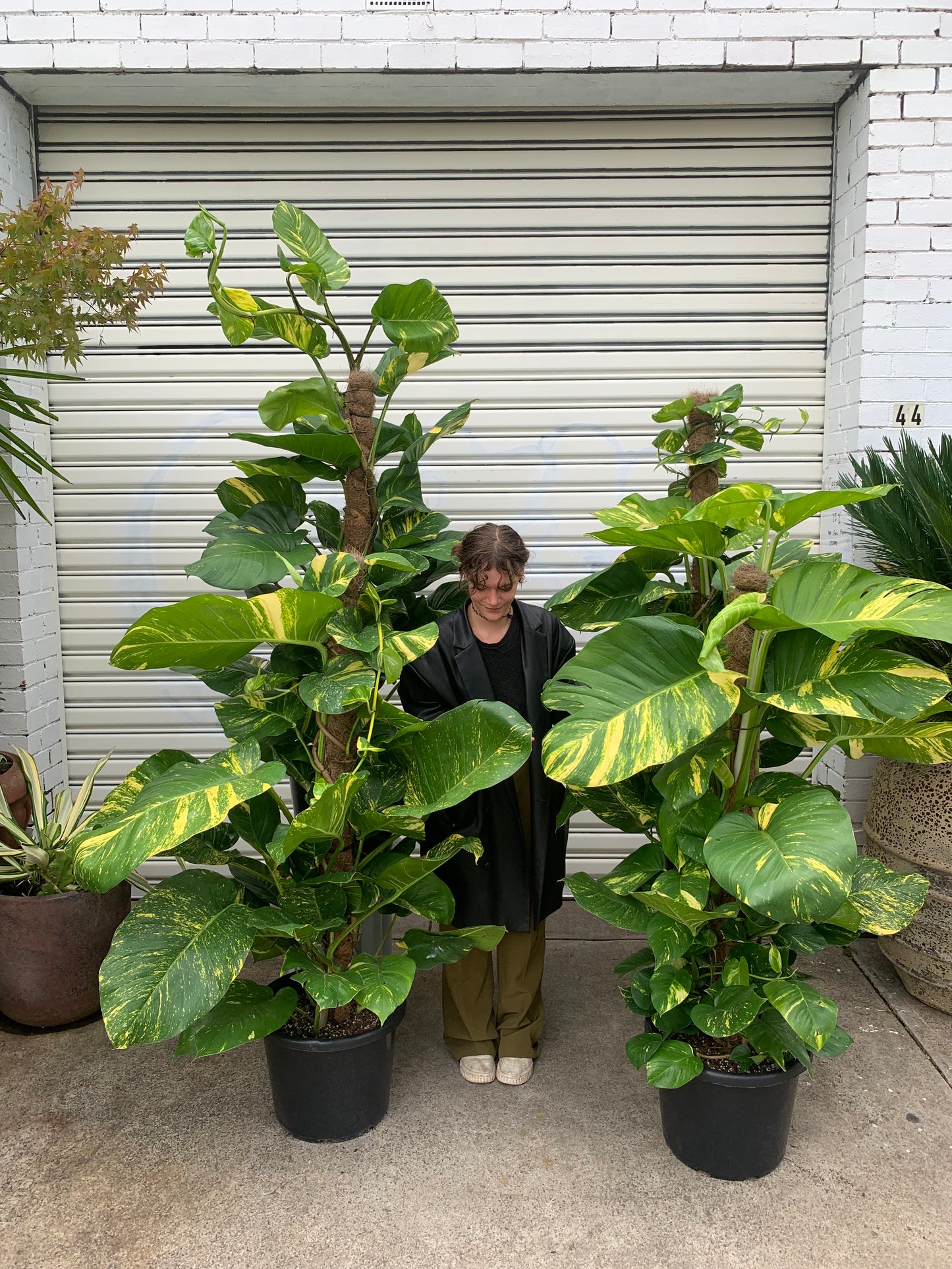 Giant Devils ivy / Hawaiian Pothos in 400mm pot