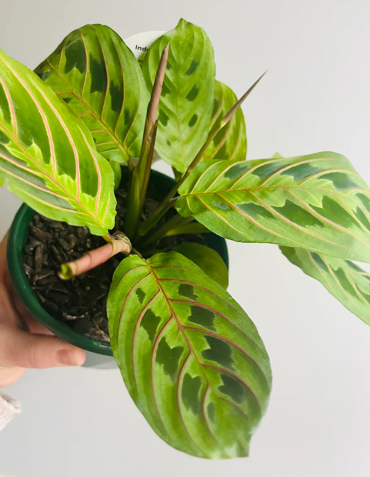 Maranta Leuconeura ‘Red Vein Prayer Plant’ - 120mm pot