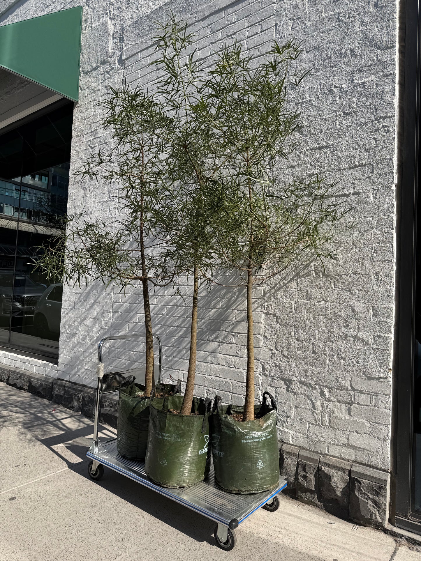 Extra Large QLD Bottle Tree 2m+ Tall
