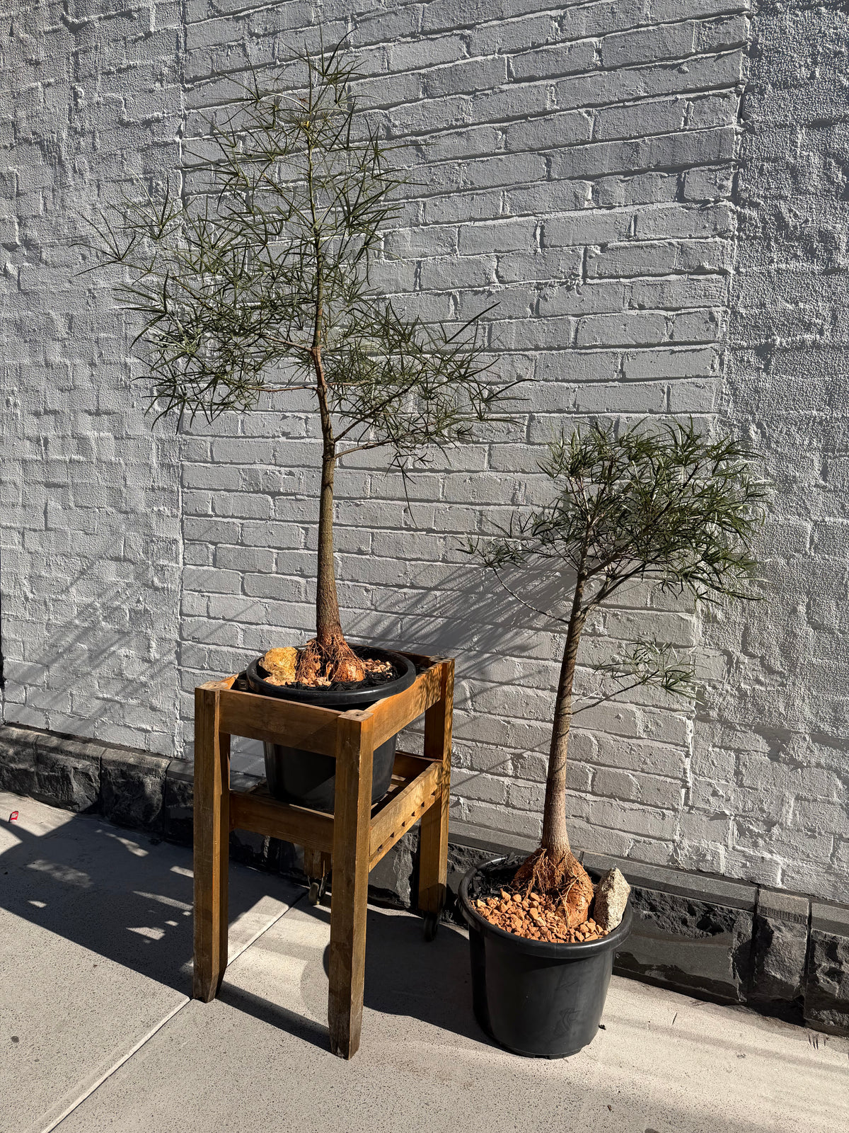 MEGA SALE Large Queensland Bottle Tree in 40cm Pot