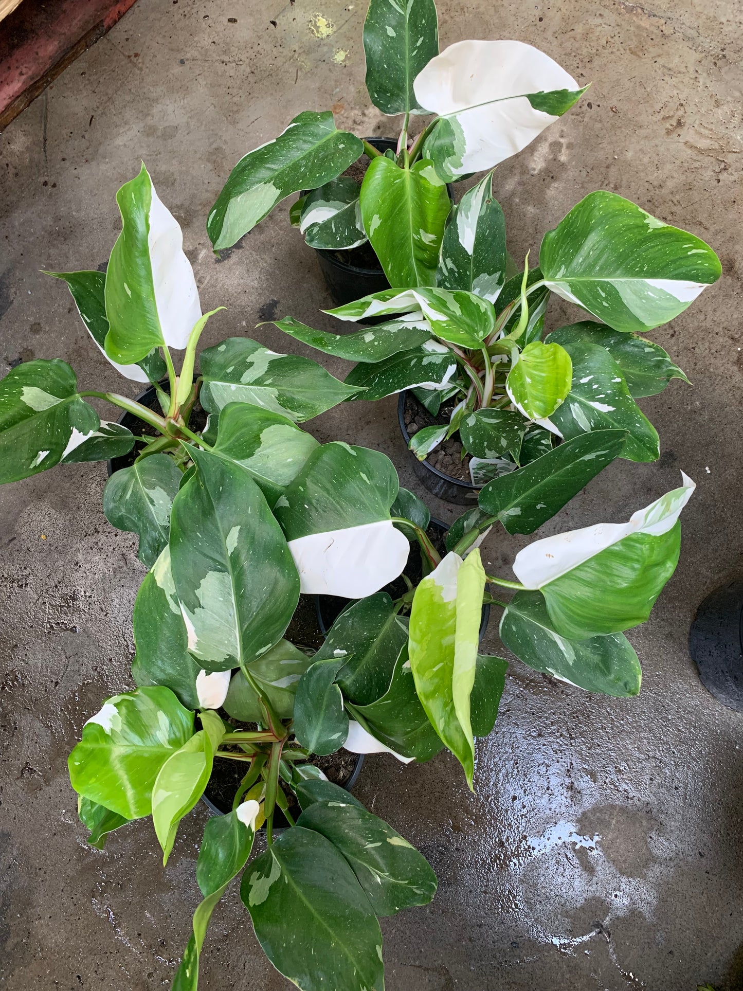Philodendron white princess in 200mm pot