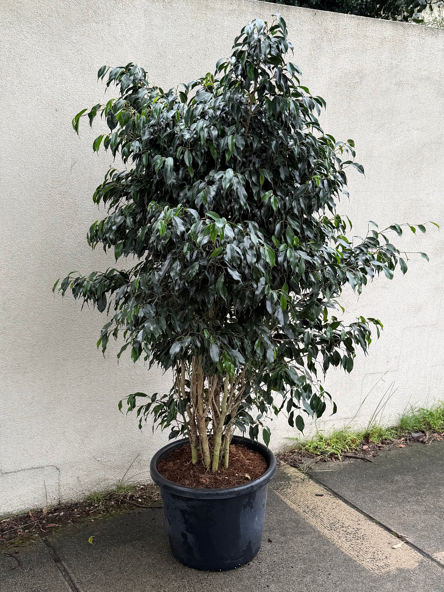 Large Ficus Benjamina 'Weeping Fig' in 40cm pot