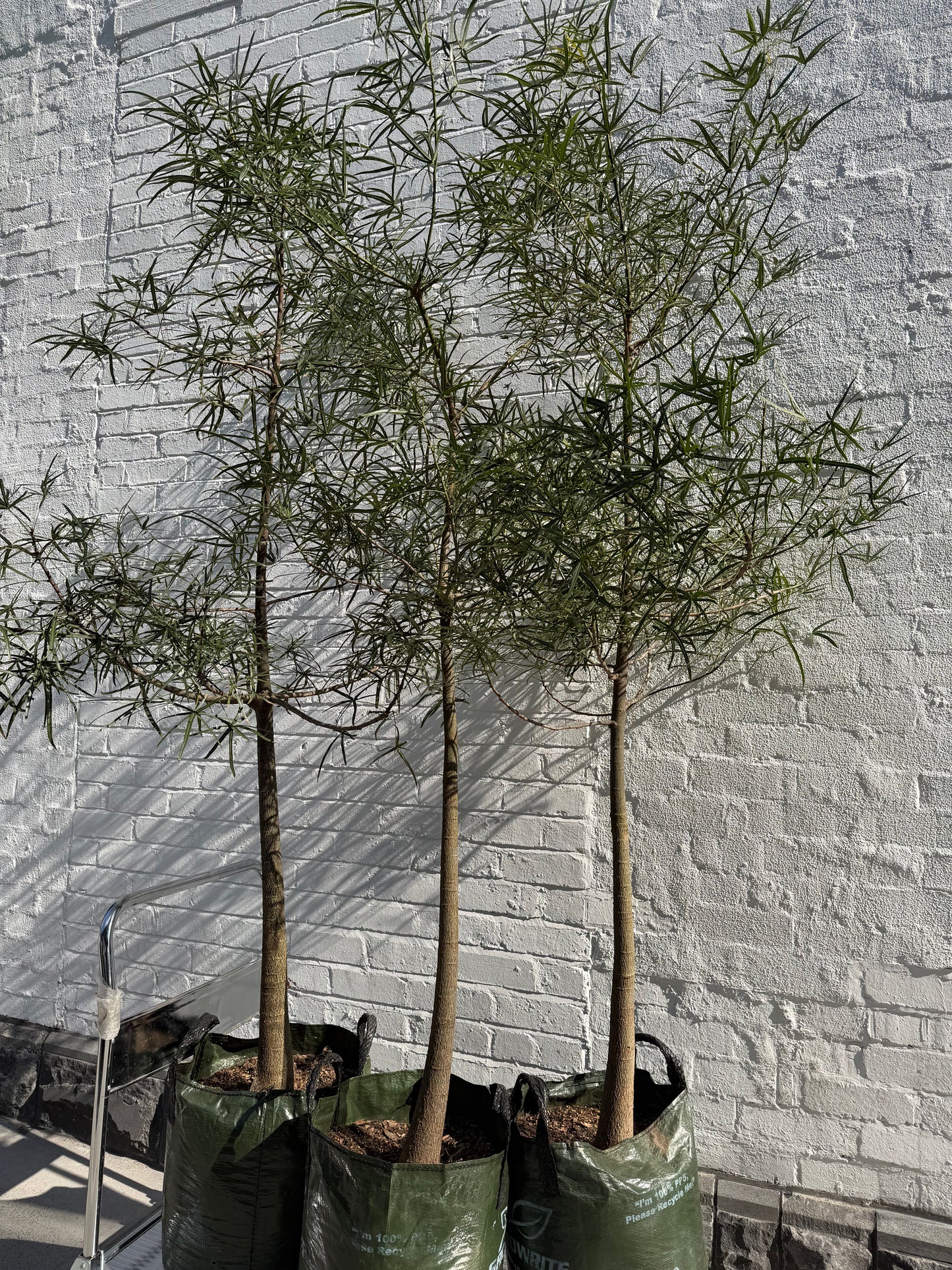 Extra Large QLD Bottle Tree 2m+ Tall