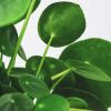 PILEA PEPEROMIODES (CHINESE MONEY PLANT) in 13/14 cm pot