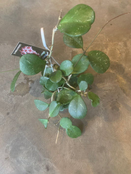 Hoya Obovata Basket on Sale