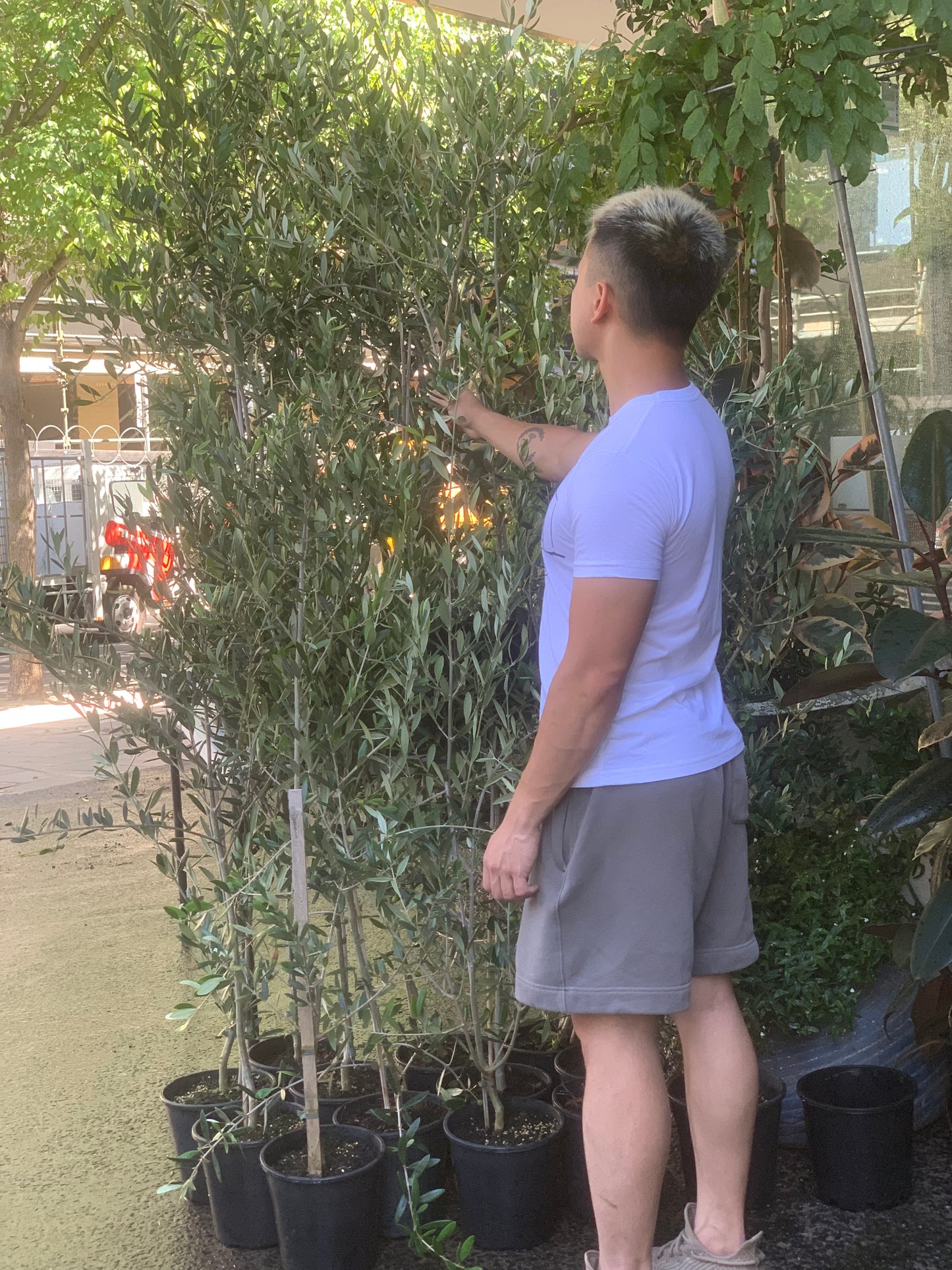 Olive tree on Mega Sale in 20cm pot from 1 to 1.5 metres tall