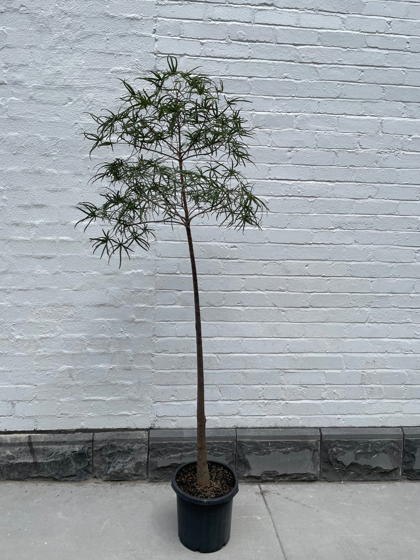 Large QLD Bottle Tree in 30-40cm Pot