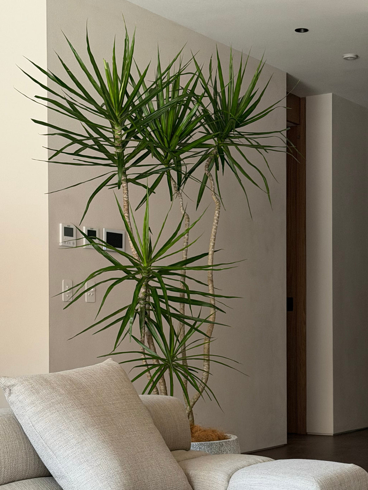 Dracena Marginata 'Dragon Tree' in 40cm Pot