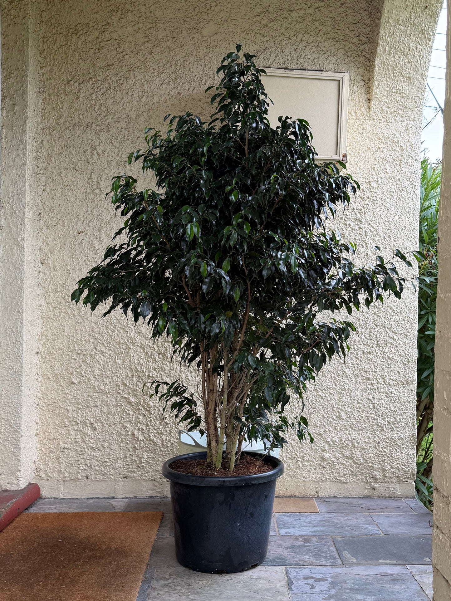 Large Ficus Benjamina 'Weeping Fig' in 40cm pot