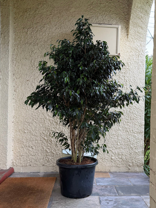 Large Ficus Benjamina 'Weeping Fig' in 40cm pot