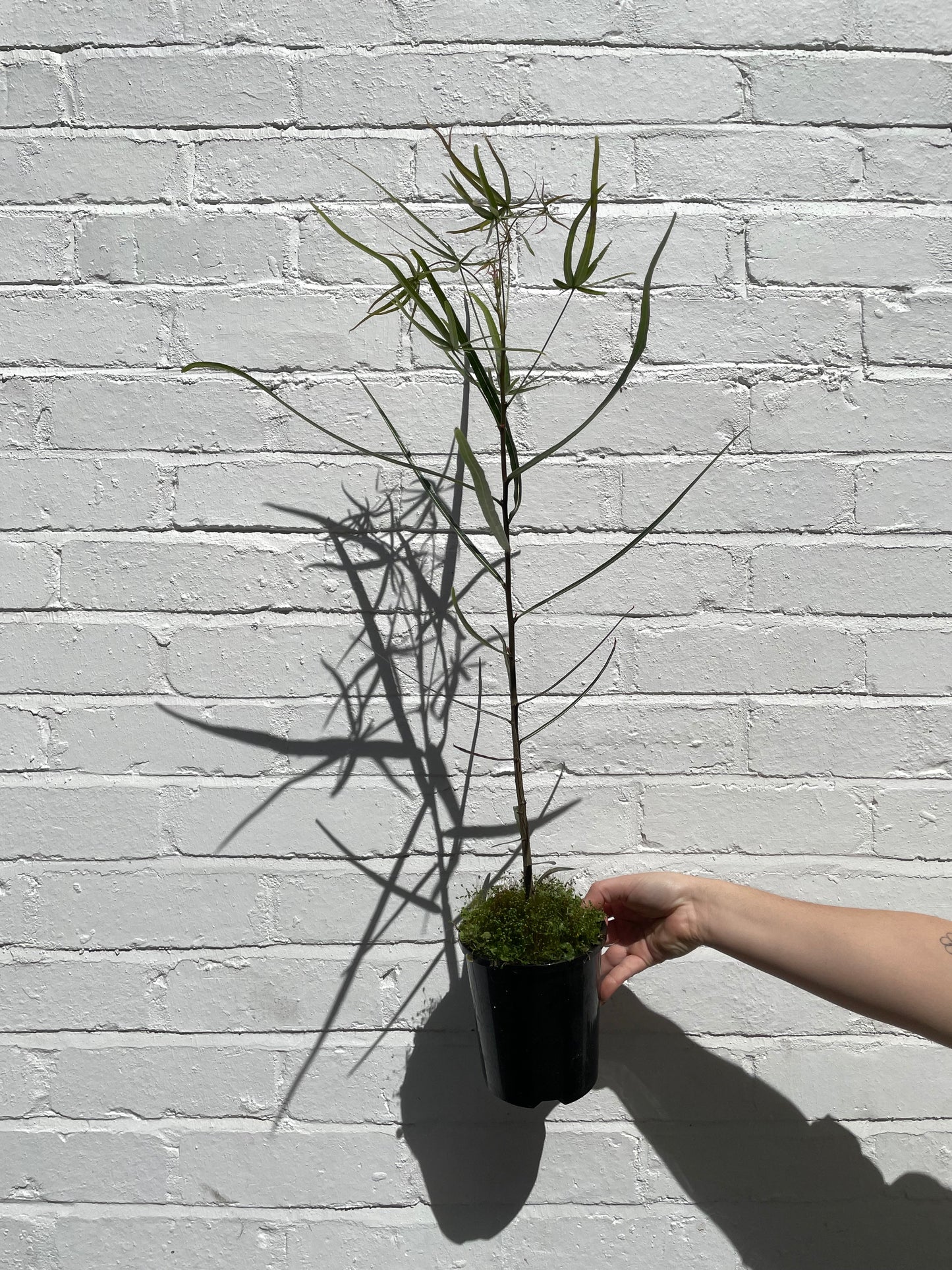 QLD Bottle Tree - Mega Sale