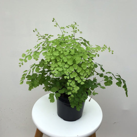 Maindenhair fern in 14cm pot