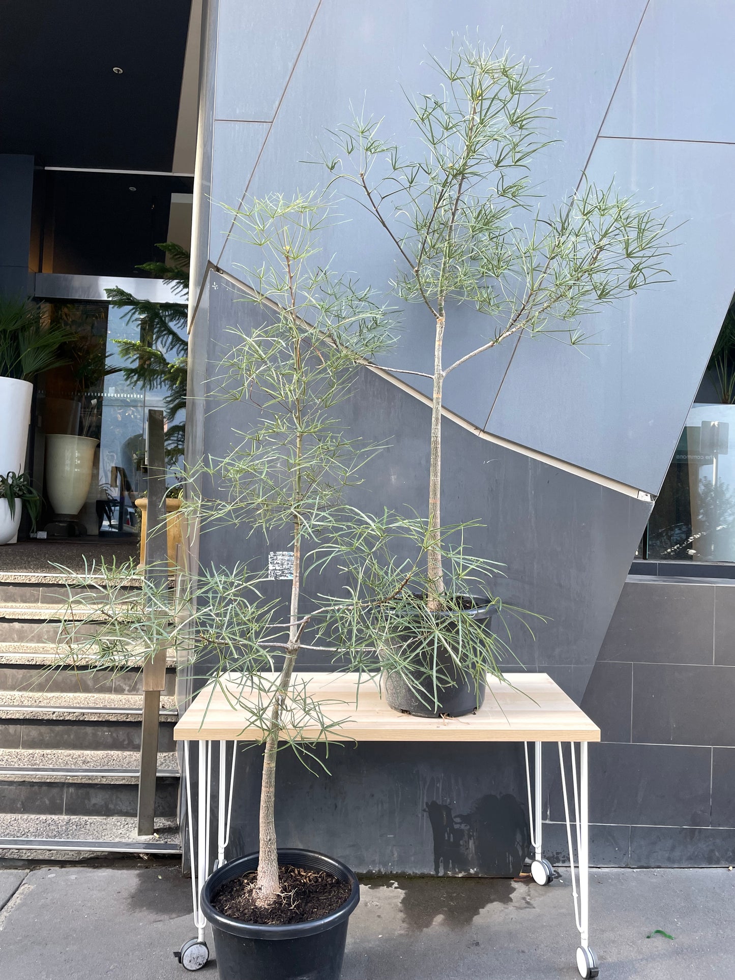 MEGA SALE Large Queensland Bottle Tree in 40cm Pot