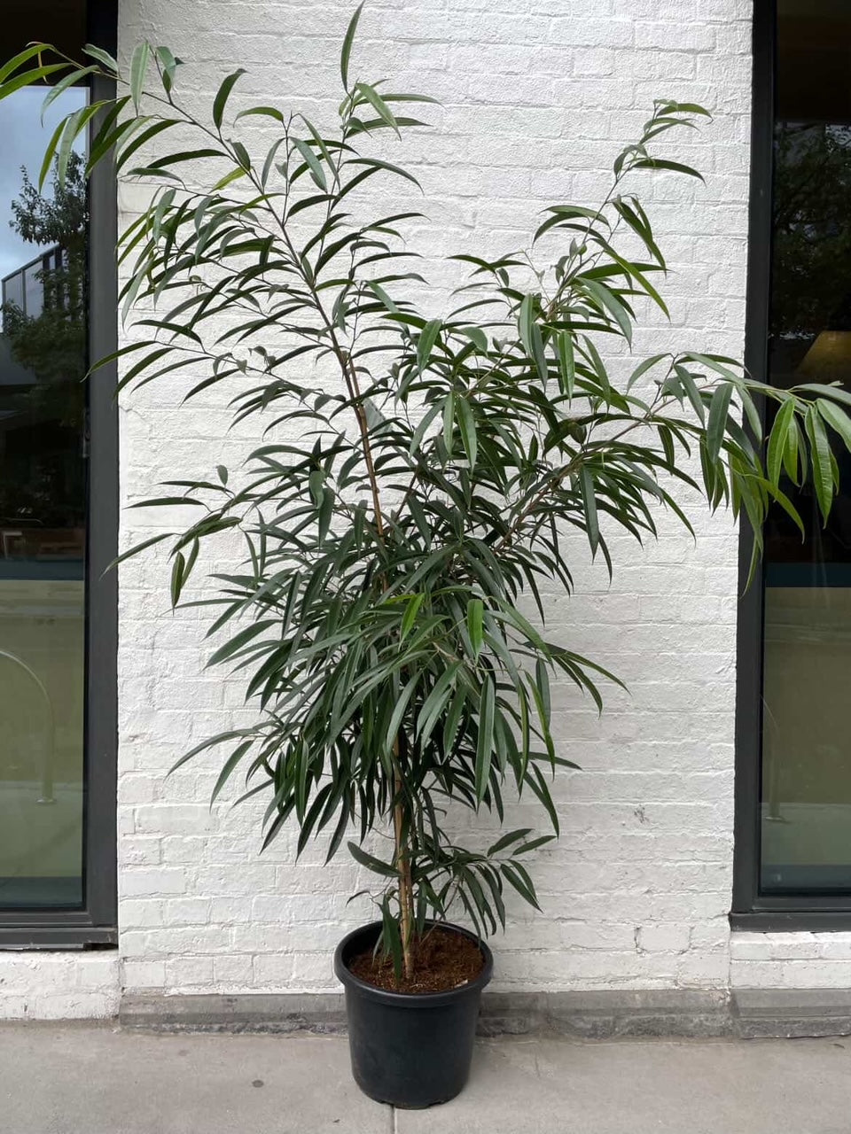 Ficus Alii in 40cm pot