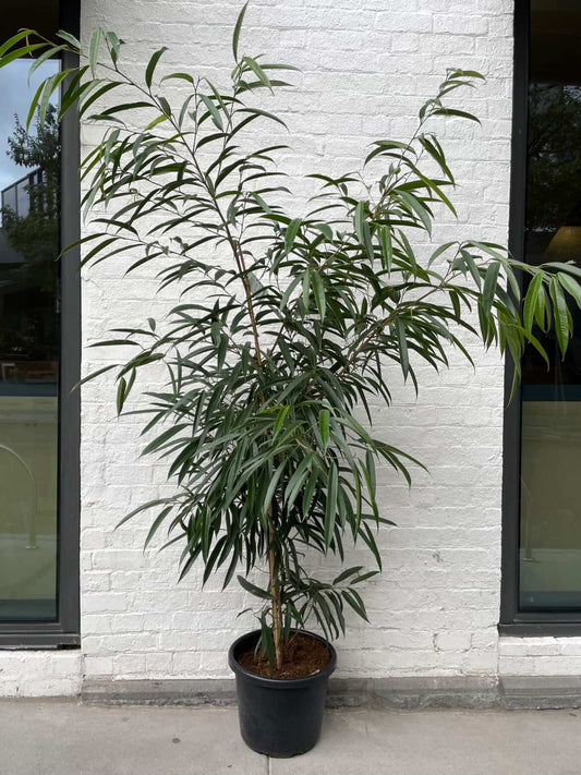 Ficus Alii in 40cm pot