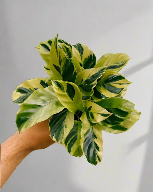 Calathea ‘Yellow Fusion’ - 100mm pot