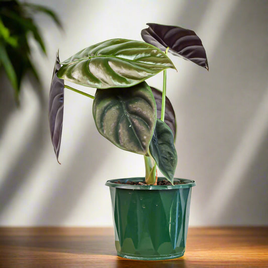 Alocasia Cuprea Red Secret