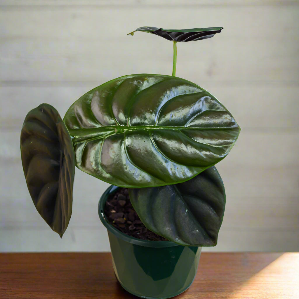 Alocasia Cuprea Red Secret