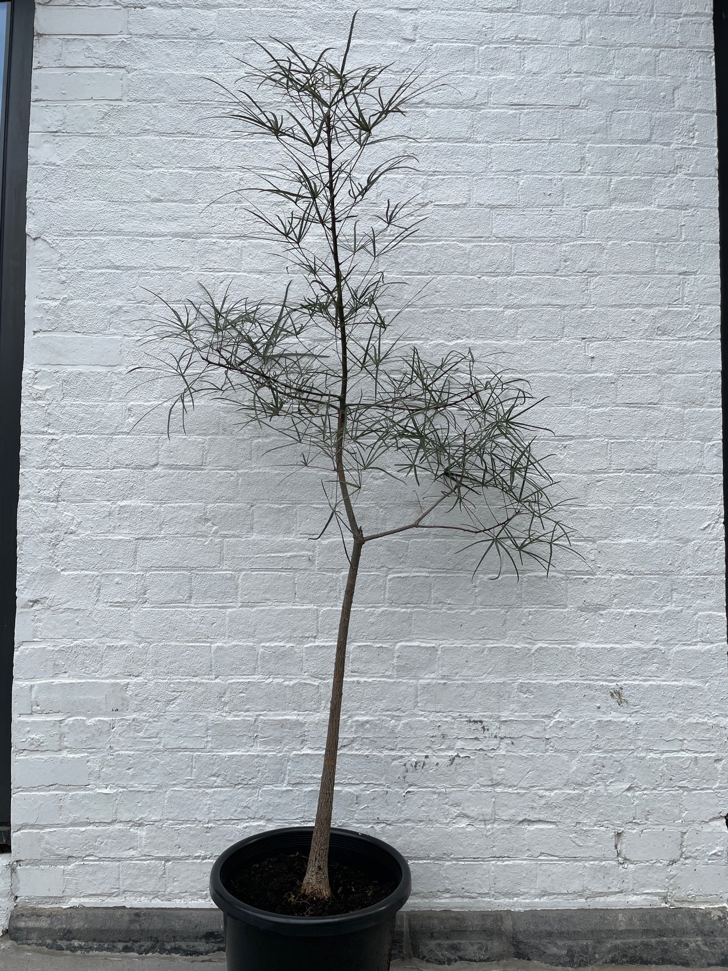 MEGA SALE Large Queensland Bottle Tree in 40cm Pot