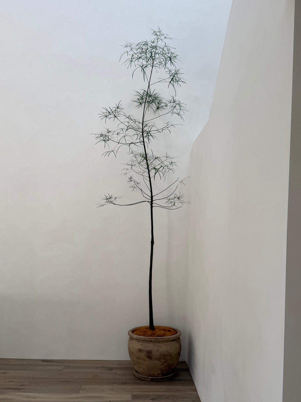 Extra Large QLD Bottle Tree 2m+ Tall