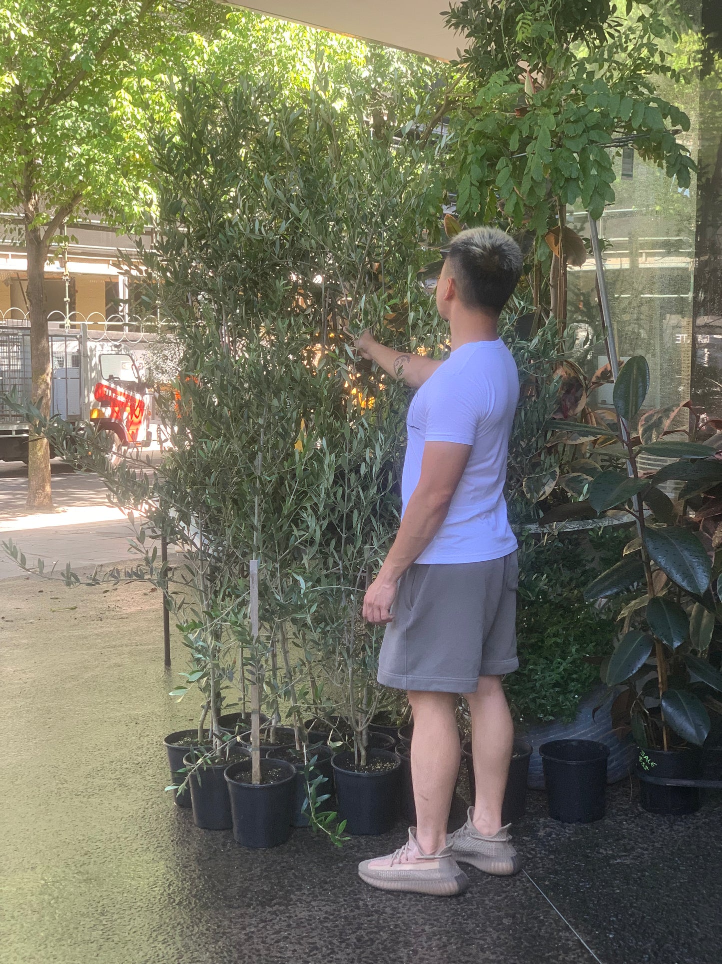 Olive tree on Mega Sale in 20cm pot from 1 to 1.5 metres tall