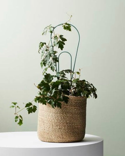 Ivy Muse Plant Stake - Large